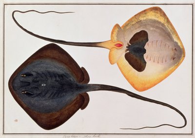 Thorn Back Fish, Parie Eetam, from Drawings of Fishes from Malacca, c.1805-18 by Chinese School
